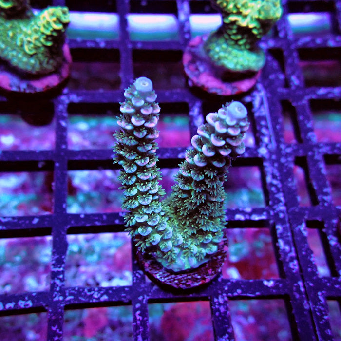 Green Blue Pink Scale Tenuis Acro