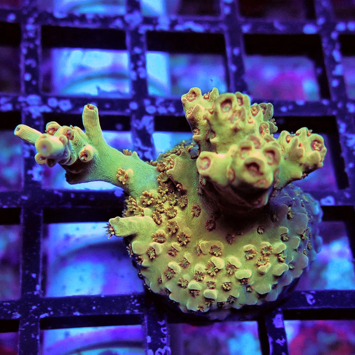 Aquaculture Frag Acro