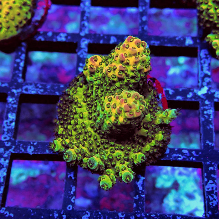 Aquaculture Frag Acro