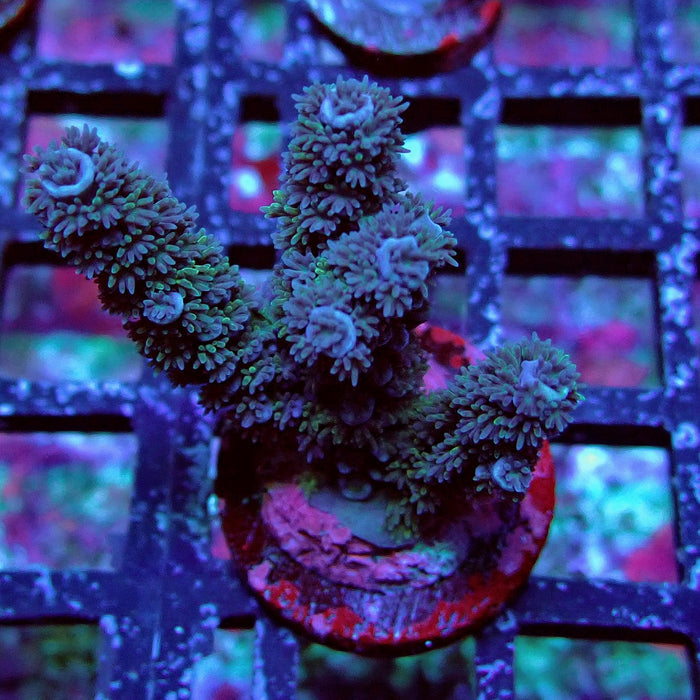 Black Acro