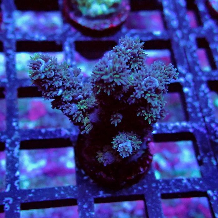 Black Acro