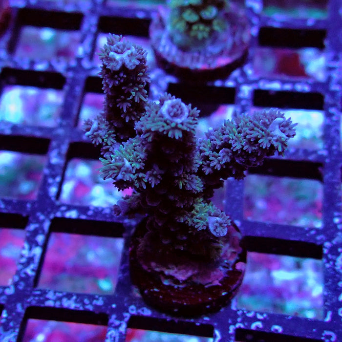 Black Acro