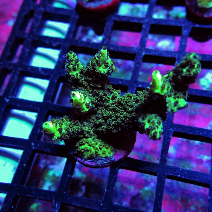 REx Black Sun Acro