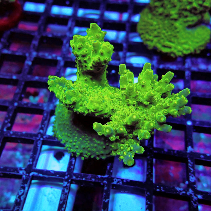 Aquaculture Frag Acro