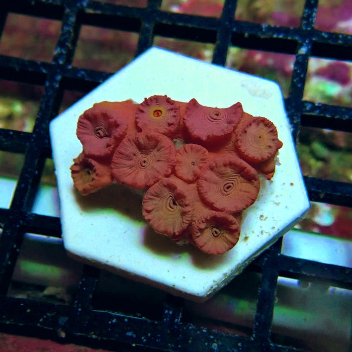Tubastraea Coral Colony