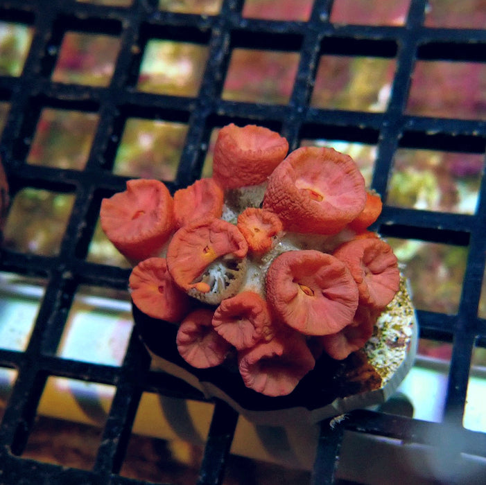 Tubastraea Coral Colony