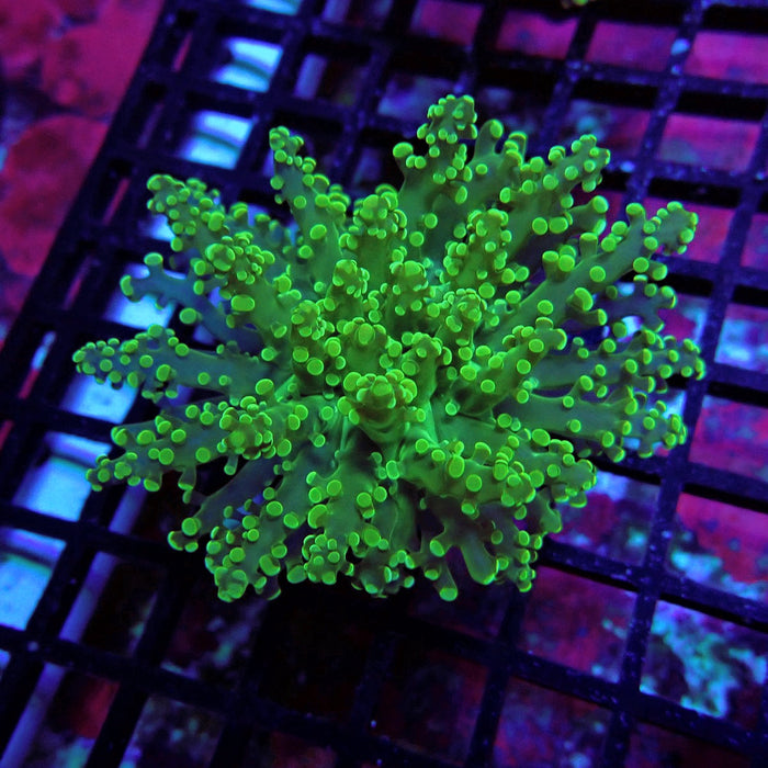 Bright Green Frogspawn Euphyllia