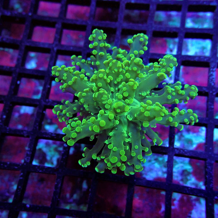 Bright Green Frogspawn Euphyllia