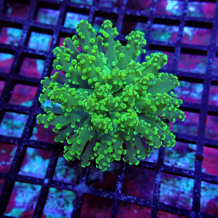 Bright Green Frogspawn Euphyllia