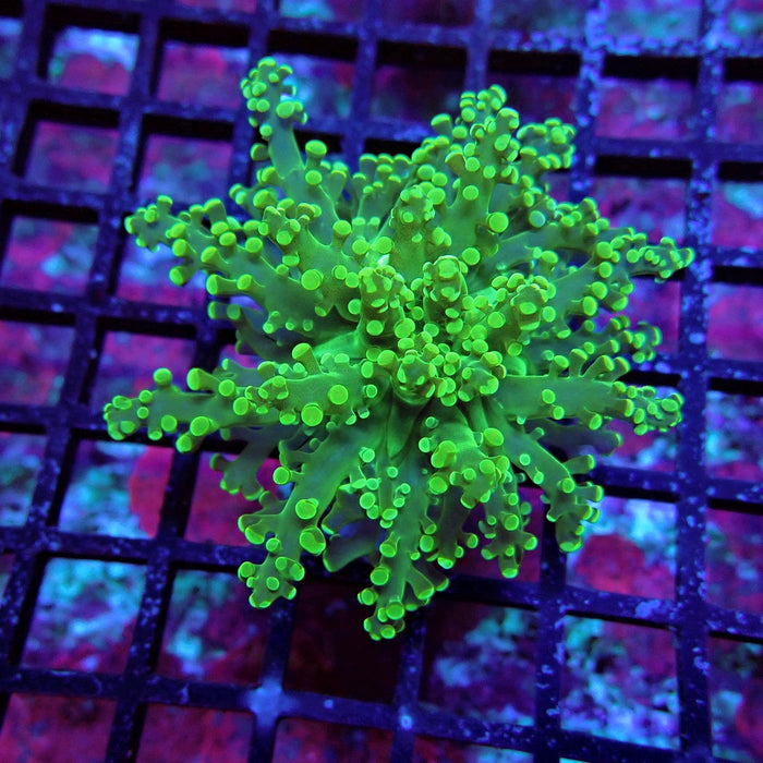 Bright Green Frogspawn Euphyllia