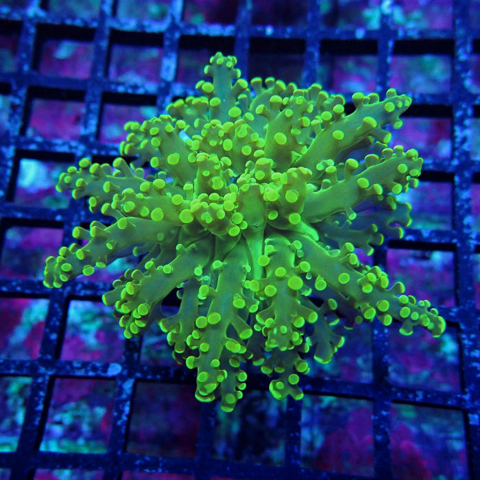 Bright Green Frogspawn Euphyllia