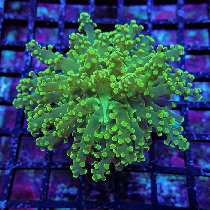 Bright Green Frogspawn Euphyllia
