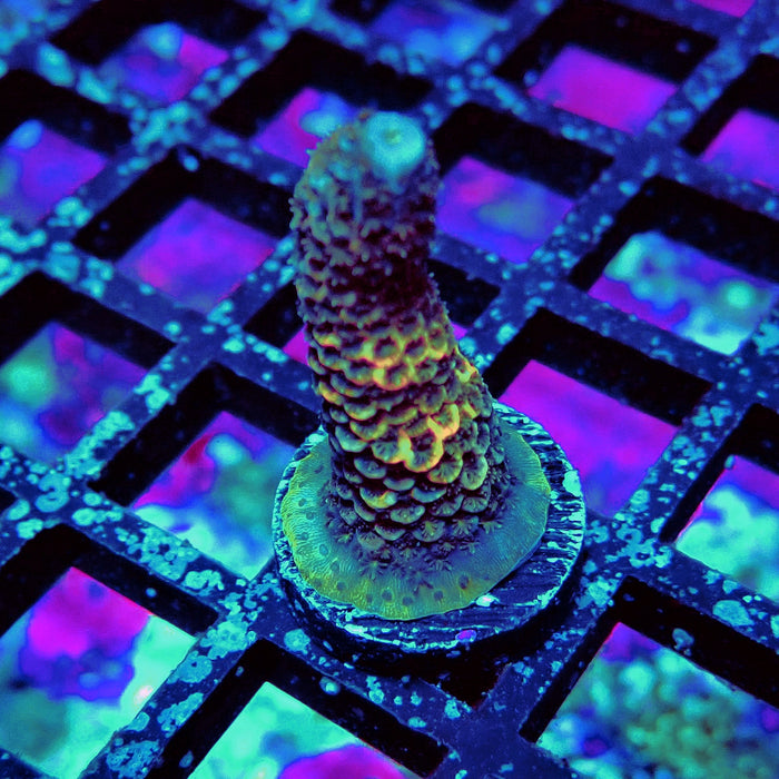 Rainbow Blue-Tip Millepora Acro