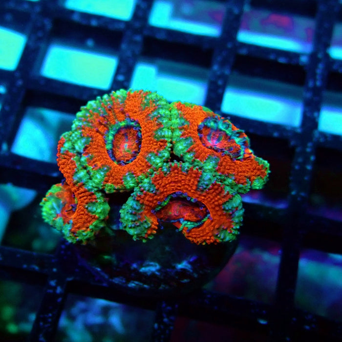 Acan Lord Coral Frag (5)