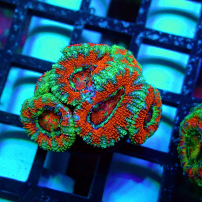 Acan Lord Coral Frag (5)