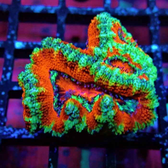 Acan Lord Coral Frag (8)