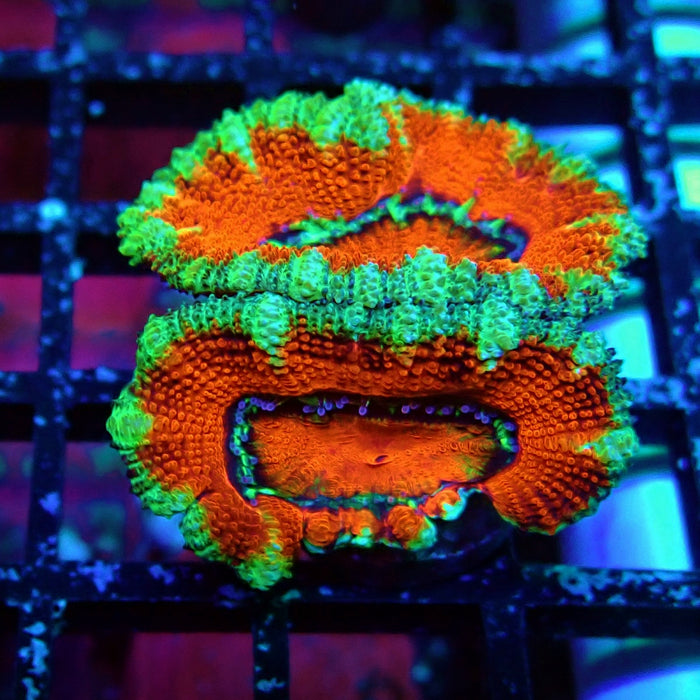 Acan Lord Coral Frag (8)