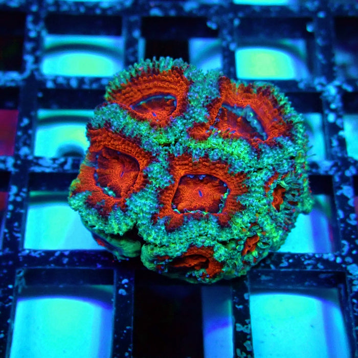 Acan Lord Coral Frag (14)