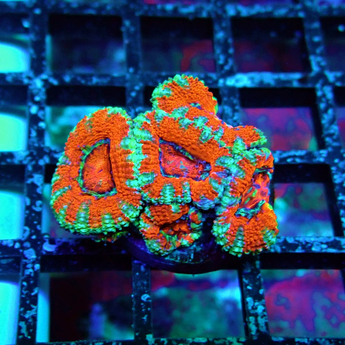 Acan Lord Coral Frag (8)