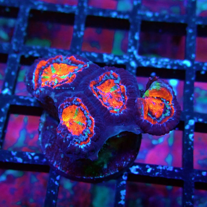 Acan Lord Coral Frag (9)