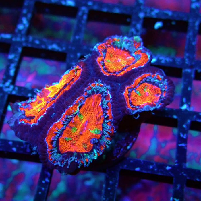 Acan Lord Coral Frag (9)