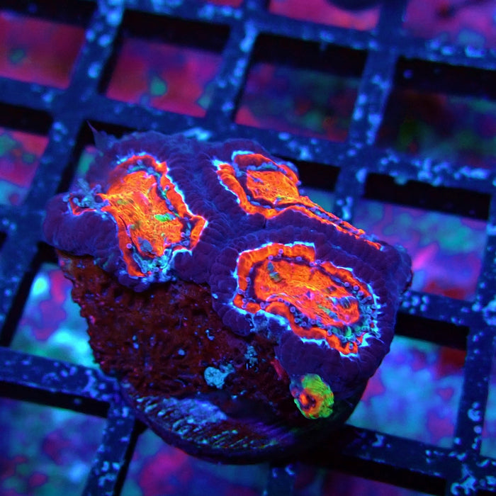 Acan Lord Coral Frag (9)