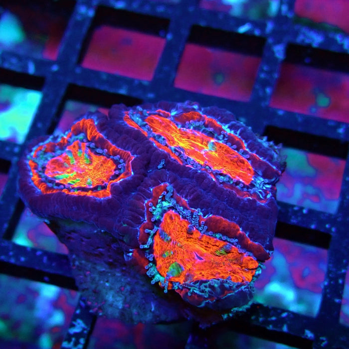 Acan Lord Coral Frag (9)