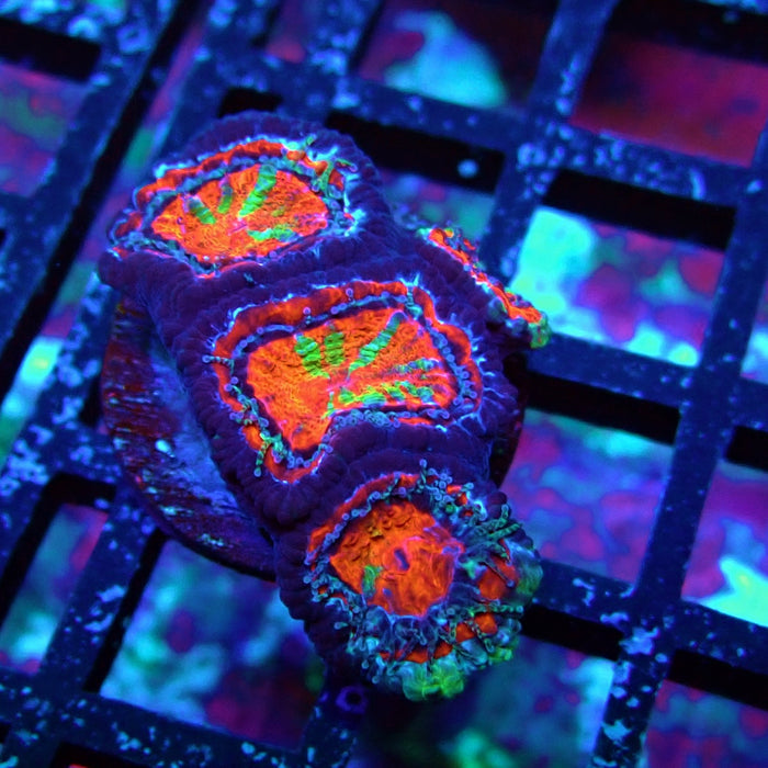 Acan Lord Coral Frag (9)