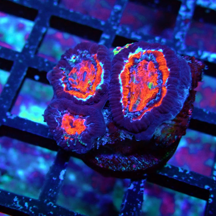 Acan Lord Coral Frag (9)