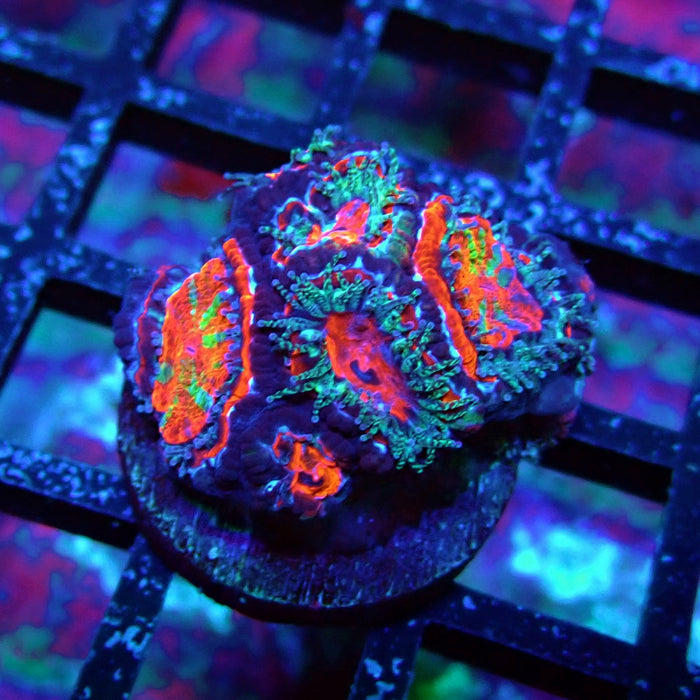 Acan Lord Coral Frag (9)