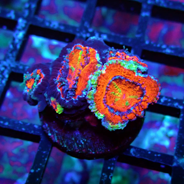 Acan Lord Coral Frag (9)
