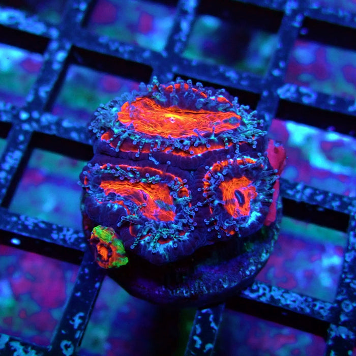 Acan Lord Coral Frag (9)