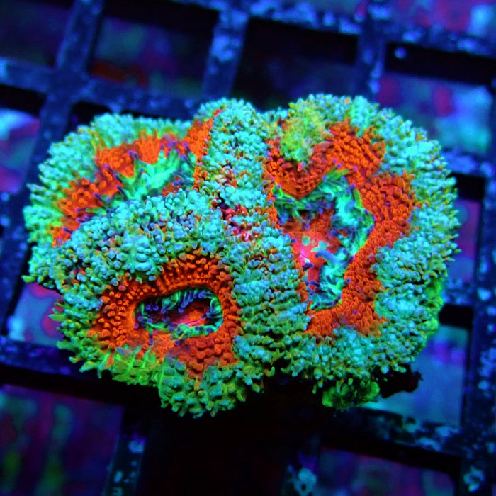 Acan Lord Coral Frag (11)