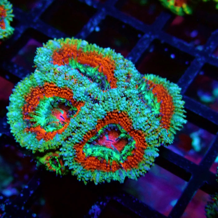 Acan Lord Coral Frag (11)