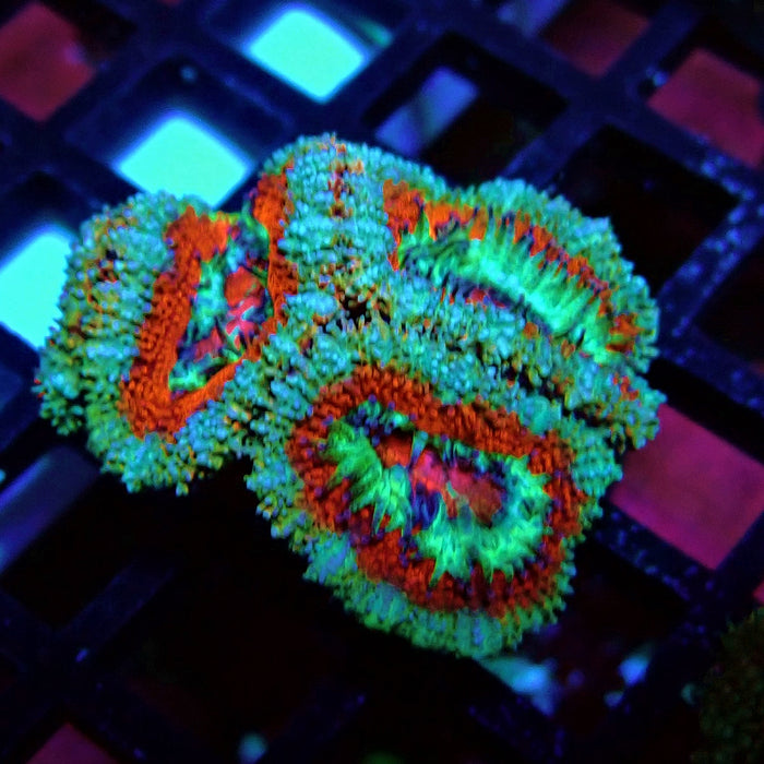 Acan Lord Coral Frag (11)