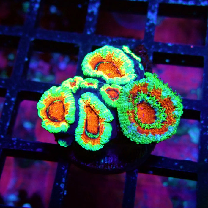 Acan Lord Coral Frag (12)