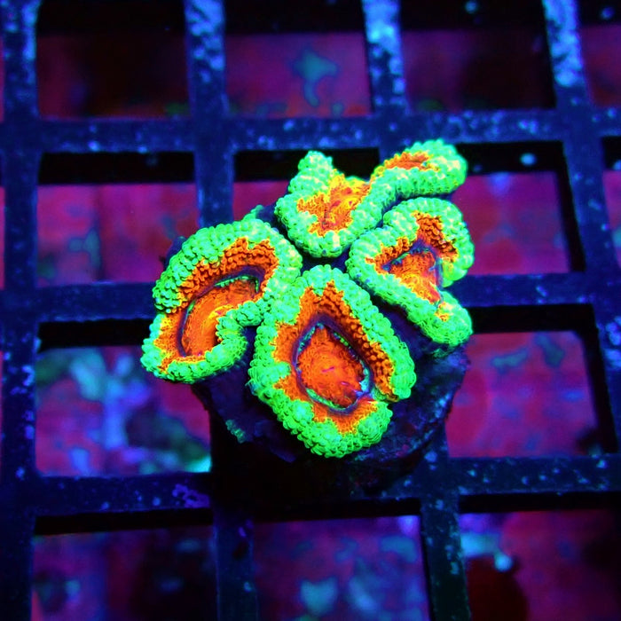 Acan Lord Coral Frag (12)