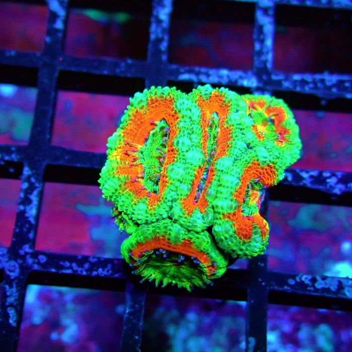 Acan Lord Coral Frag (12)