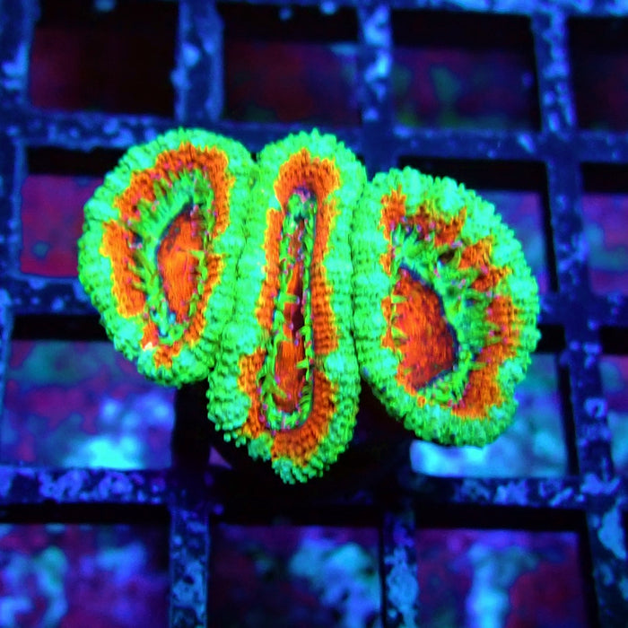 Acan Lord Coral Frag (12)