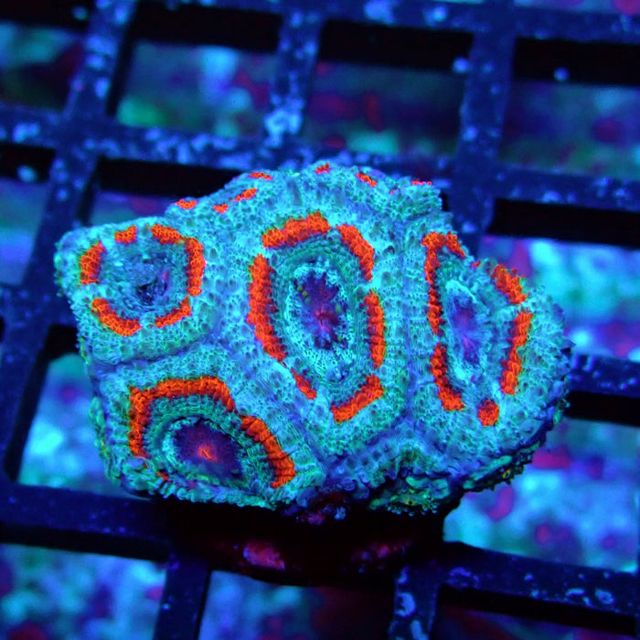 Acan Lord Coral Frag (10)
