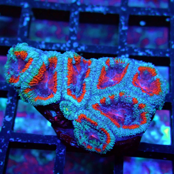 Acan Lord Coral Frag (10)