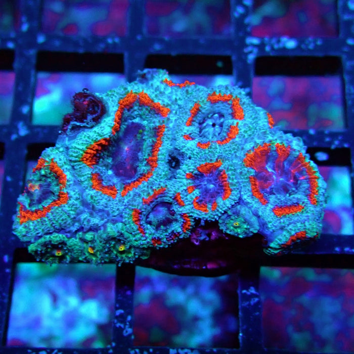 Acan Lord Coral Frag (10)