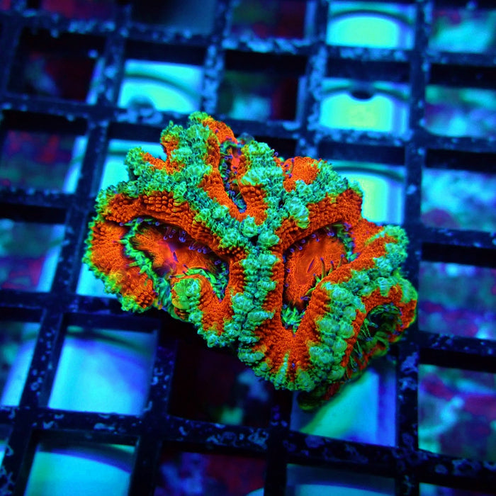 Acan Lord Coral Frag (14)
