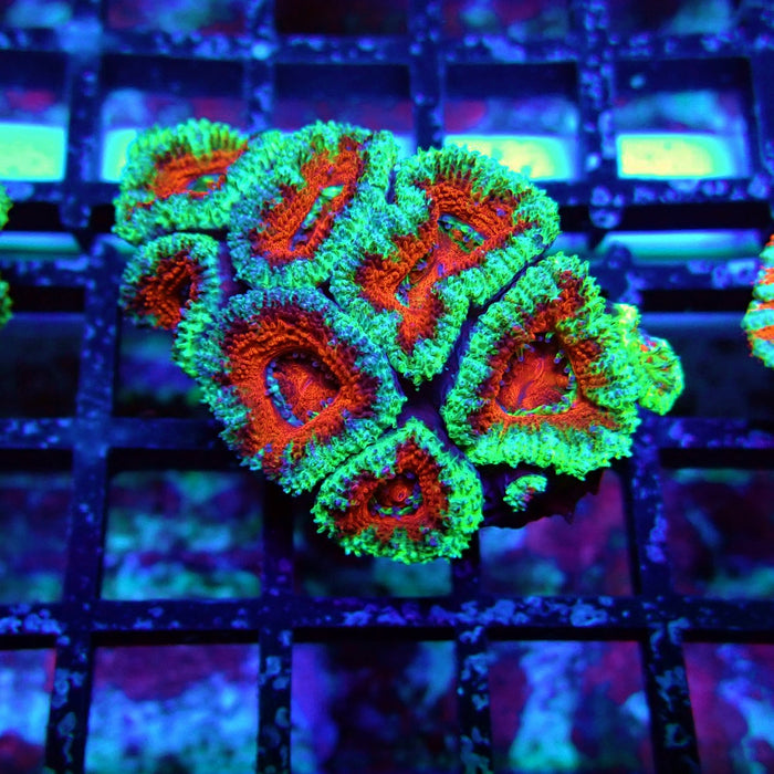 Acan Lord Coral Frag (14)