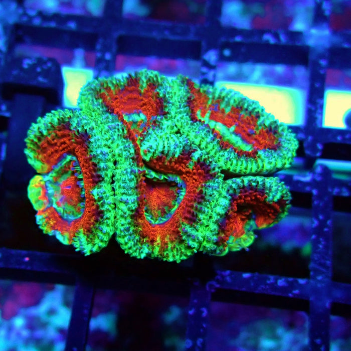 Acan Lord Coral Frag (13)
