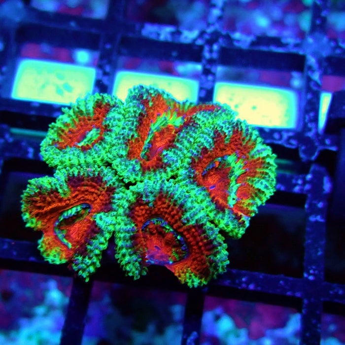 Acan Lord Coral Frag (13)