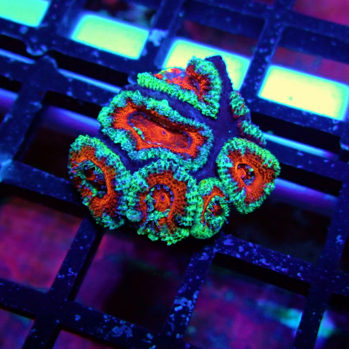 Acan Lord Coral Frag (14)