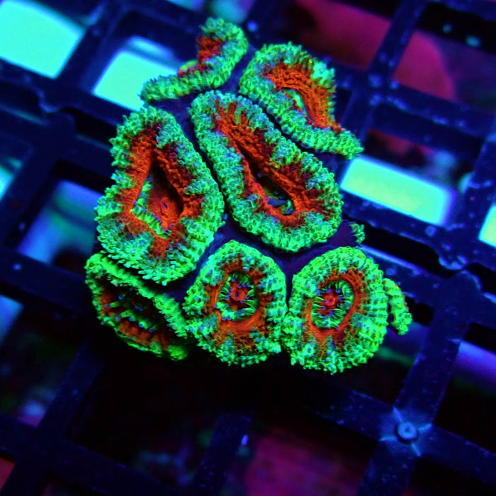 Acan Lord Coral Frag (14)