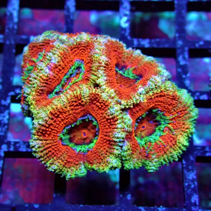 Acan Lord Coral Frag (18)