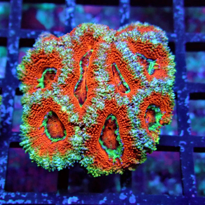 Acan Lord Coral Frag (18)